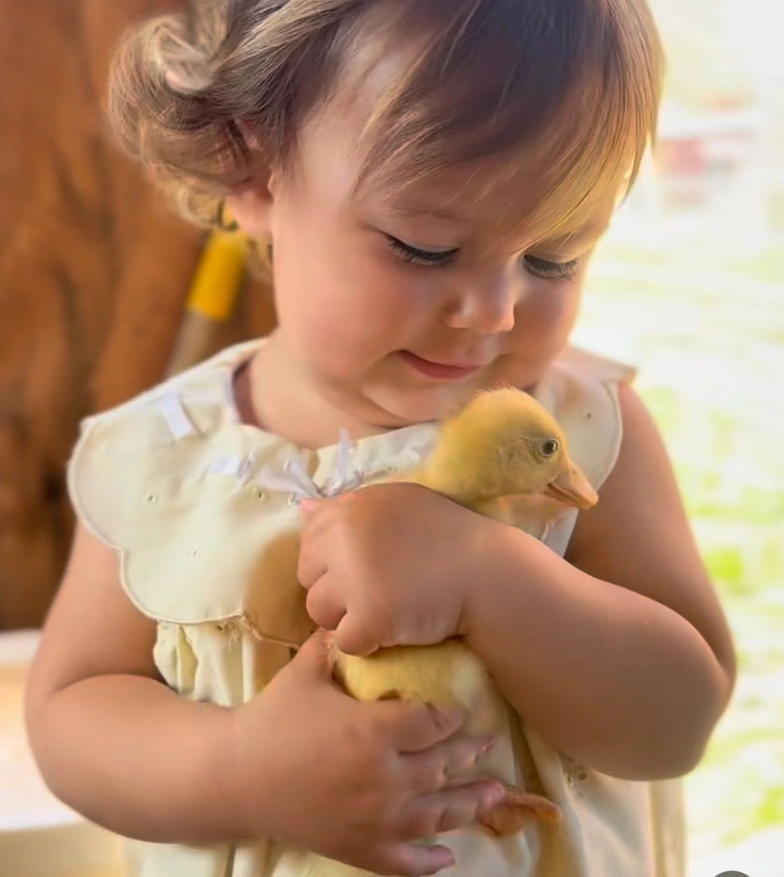 عکس بچه اردک