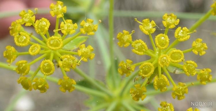 عکس گل چنور