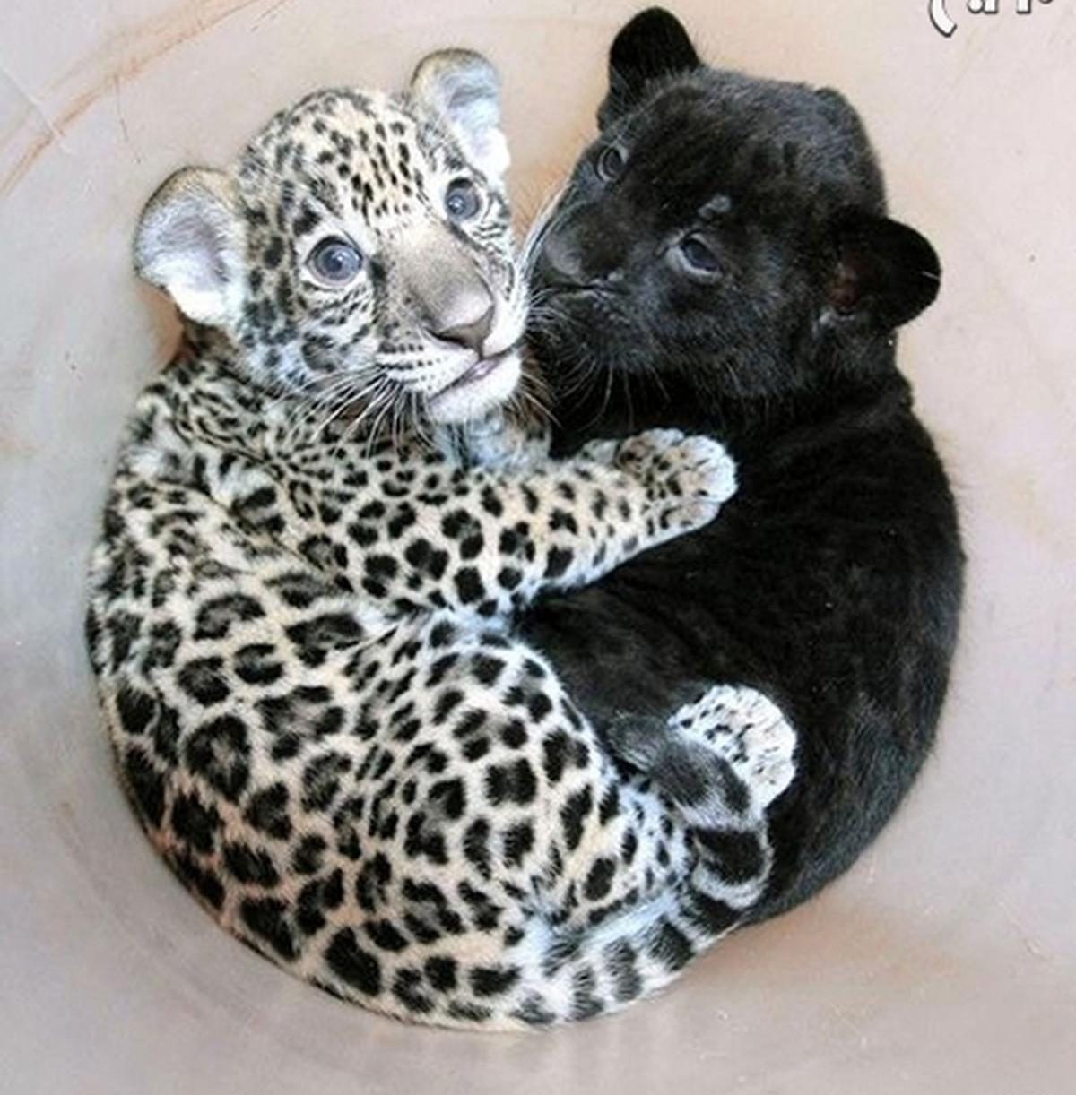 عکس بچه جگوار