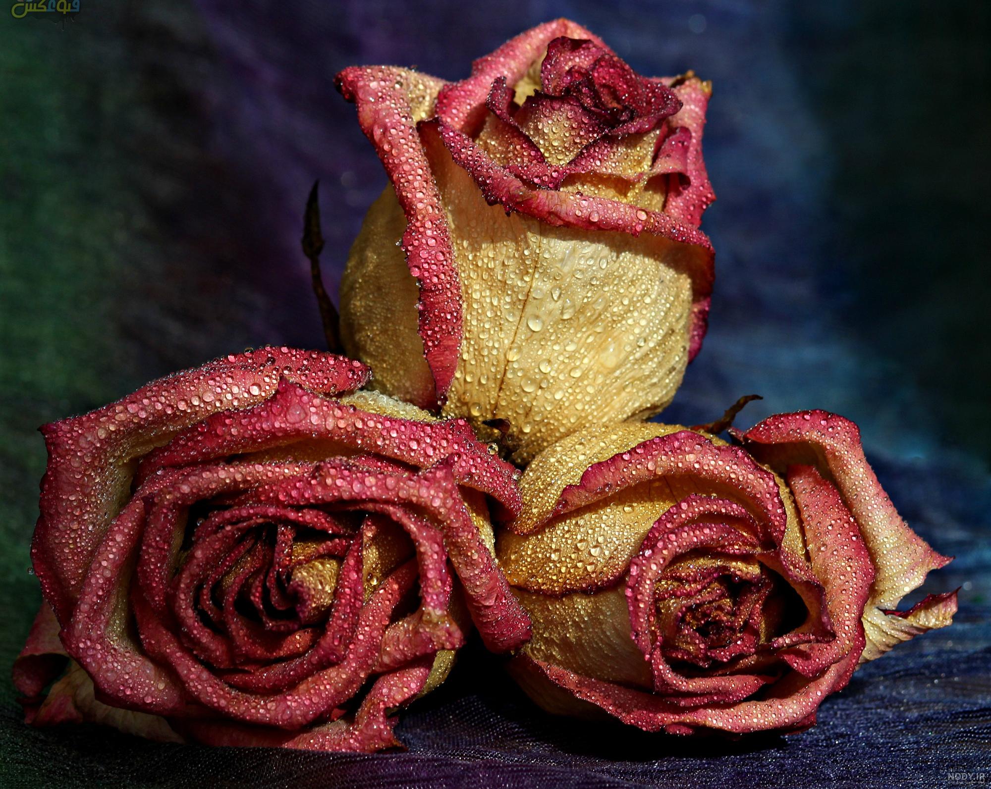 عکس گل فریبا